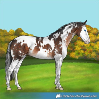 Horse Color:White Spotted Brown Sabino Splash 