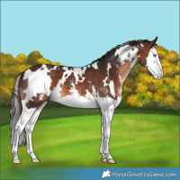 Horse Color:White Spotted Bay Sabino Splash