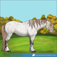 Horse Color:Liver Red Dun Roan Sabino Appaloosa 