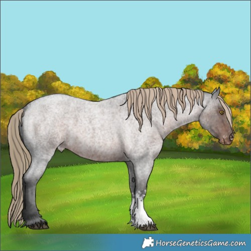 Horse Color:Liver Red Roan Sabino Appaloosa Rabicano 