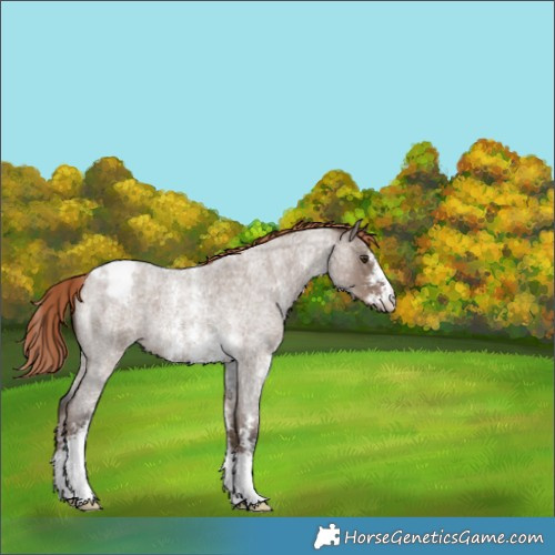 Horse Color:Liver Red Dun Roan Sabino Snowflake Varnish