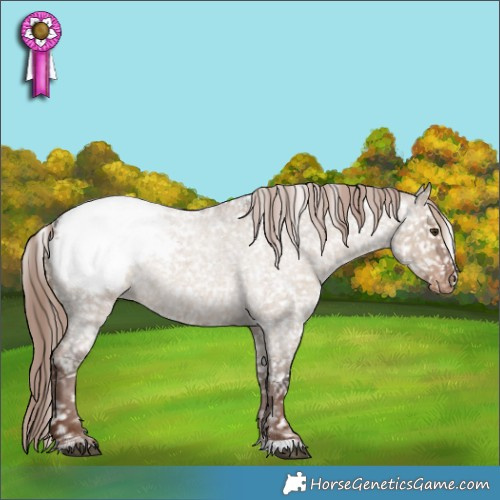 Horse Color:Liver Red Dun Roan Appaloosa