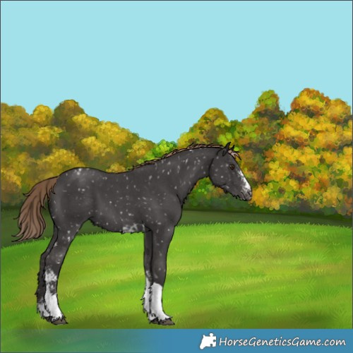 Horse Color:Liver Chestnut Sabino Tobiano Snowflake Varnish 