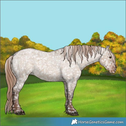 Horse Color:Liver Red Dun Roan Appaloosa