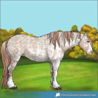 Horse Color:Liver Red Dun Sabino Appaloosa 