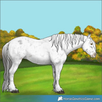 Horse Color:Brown Roan Sabino Appaloosa 