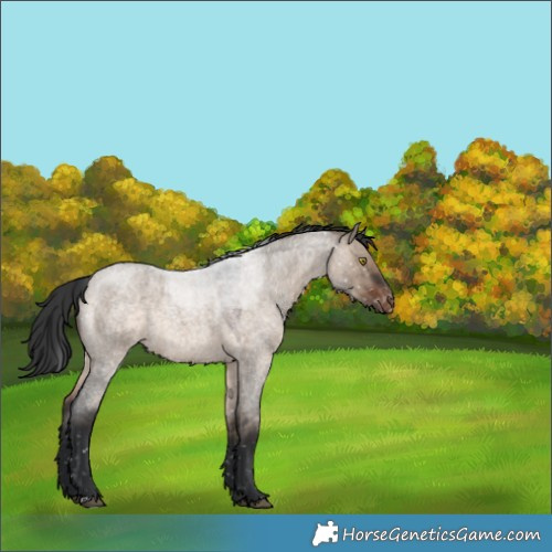 Horse Color:Brown Roan Dun Appaloosa 
