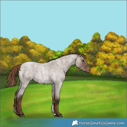 Horse Color:Liver Red Dun Roan Sabino Snowflake Varnish