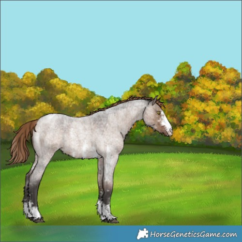 Horse Color:Liver Red Dun Roan Sabino Appaloosa Brindle 