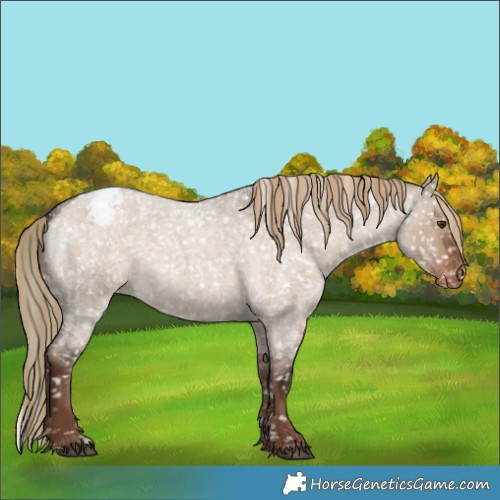 Horse Color:Liver Red Dun Roan Appaloosa Rabicano 