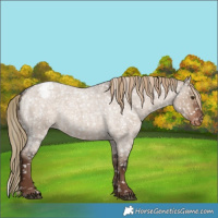 Horse Color:Liver Red Dun Roan Appaloosa Rabicano 