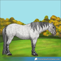 Horse Color:Grullo Roan Sabino Snowflake VarnishRabicano 