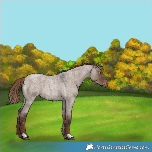 Horse Color:Liver Red Dun Roan Appaloosa Rabicano 