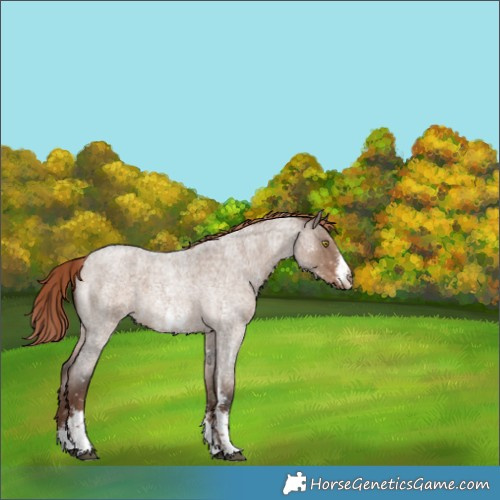 Horse Color:Liver Red Dun Roan Sabino Appaloosa 