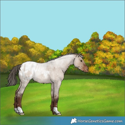 Horse Color:Liver Red Dun Roan Appaloosa Rabicano 