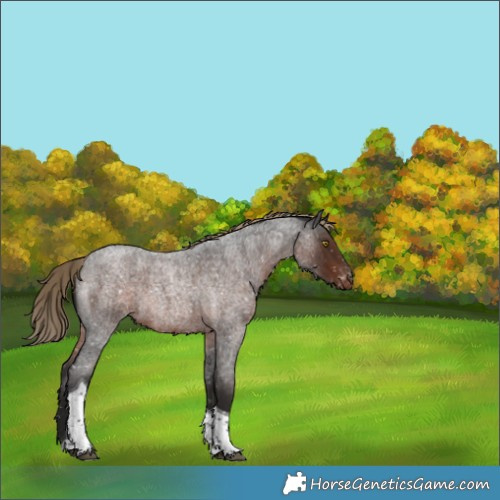 Horse Color:Liver Red Roan Tobiano Snowflake Varnish Rabicano 