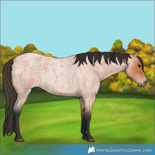 Horse Color:Bay Roan 