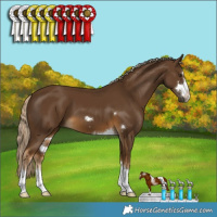 Horse Color:Chocolate Palomino