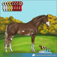 Horse Color:Chocolate Palomino 