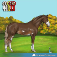 Horse Color:Chocolate Palomino 