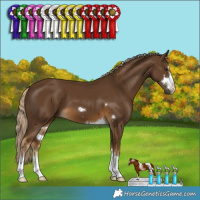 Horse Color:Chocolate Palomino 