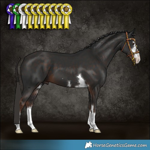 Horse Color:Liver Chestnut 