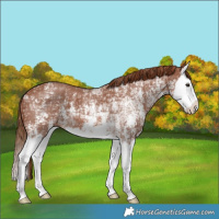 Horse Color:Chestnut Ice Sabino Splash 