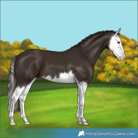 Horse Color:Liver Chestnut Splash 