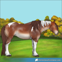 Horse Color:Chocolate Bay Tobiano