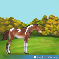 Horse Color:Chocolate Bay Tobiano 