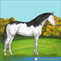 Horse Color:Liver Chestnut Splash 