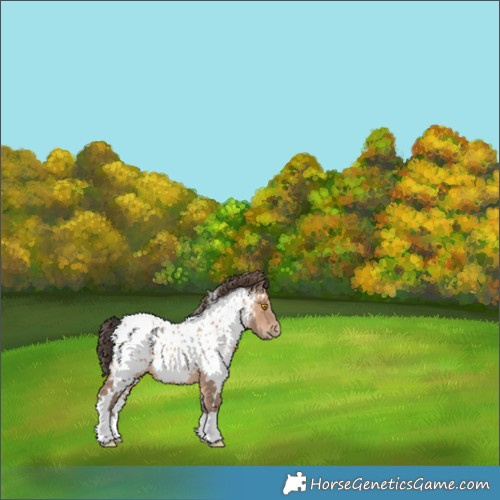 Horse Color:White Spotted Sable Champagne Appaloosa 
