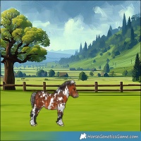 Horse Color:White Spotted Bay 