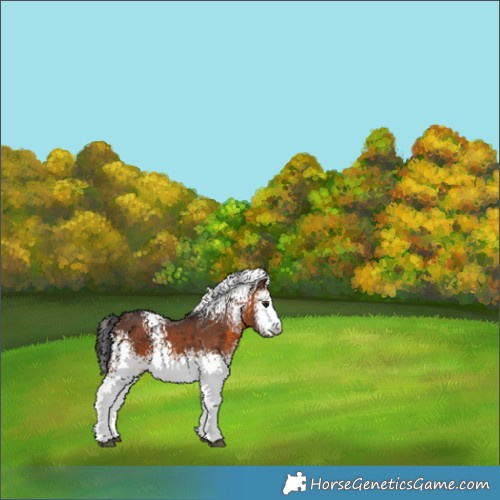 Horse Color:White Spotted Brown 