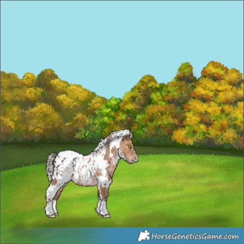 Horse Color:White Spotted Sable Champagne Appaloosa 