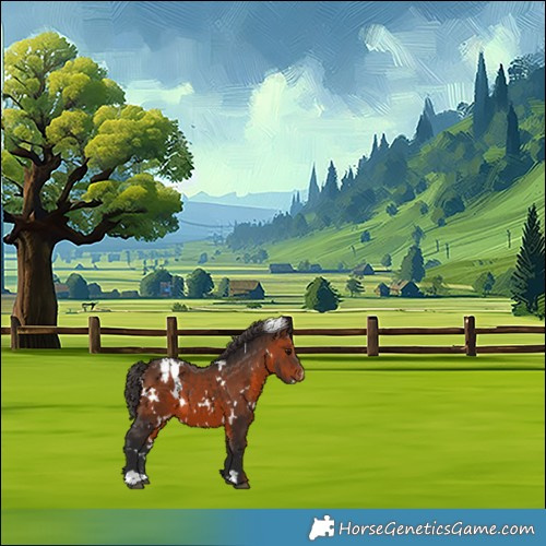 Horse Color:White Spotted Brown Appaloosa