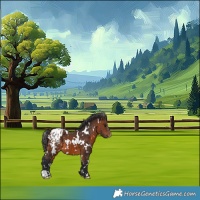 Horse Color:White Spotted Brown Appaloosa