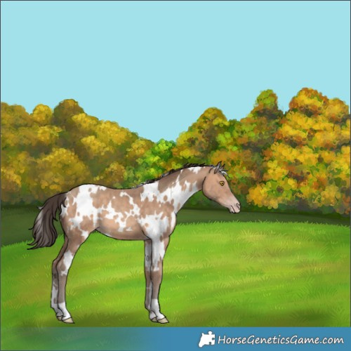 Horse Color:White Spotted Sable Champagne 