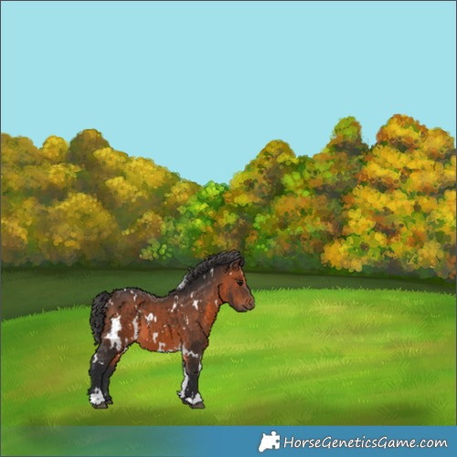 Horse Color:White Spotted Brown 