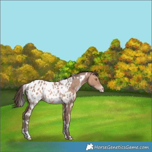 Horse Color:White Spotted Sable Champagne Appaloosa 