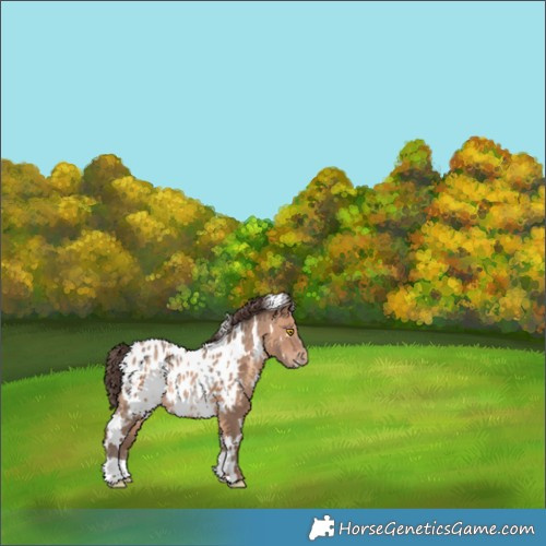 Horse Color:White Spotted Sable Champagne Appaloosa 