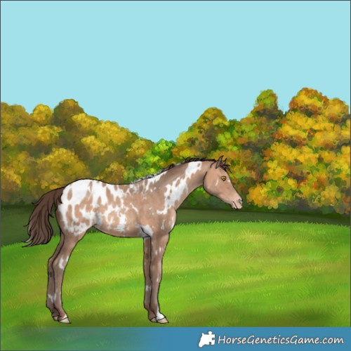 Horse Color:White Spotted Sable Champagne Appaloosa 