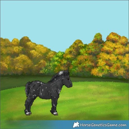 Horse Color:White Spotted Black 