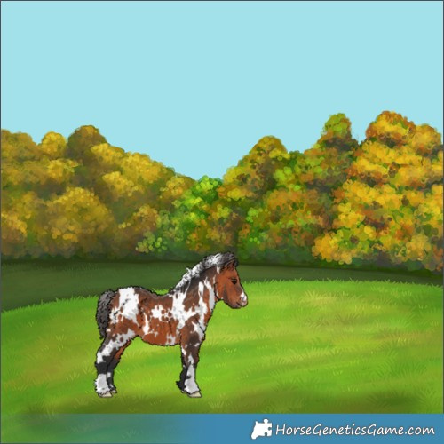 Horse Color:White Spotted Bay Appaloosa 