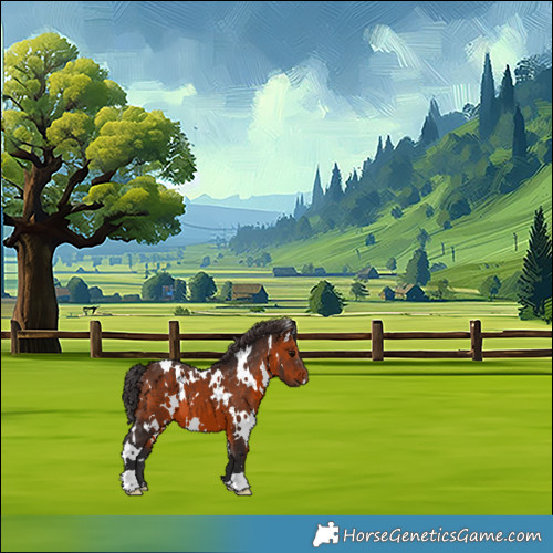 Horse Color:White Spotted Brown