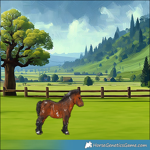 Horse Color:White Spotted Bay 