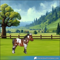 Horse Color:White Spotted Bay 