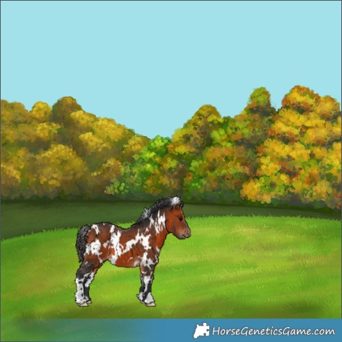 Horse Color:White Spotted Bay 