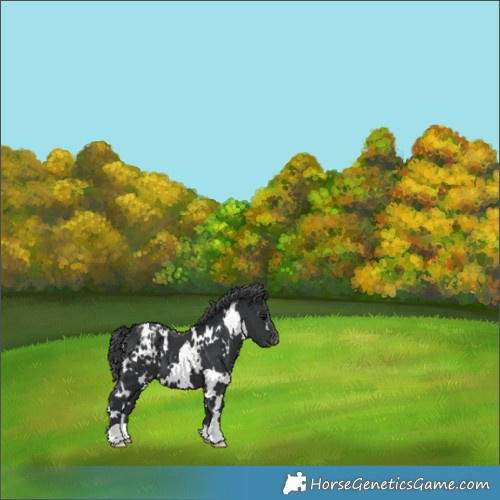 Horse Color:White Spotted Black Appaloosa 