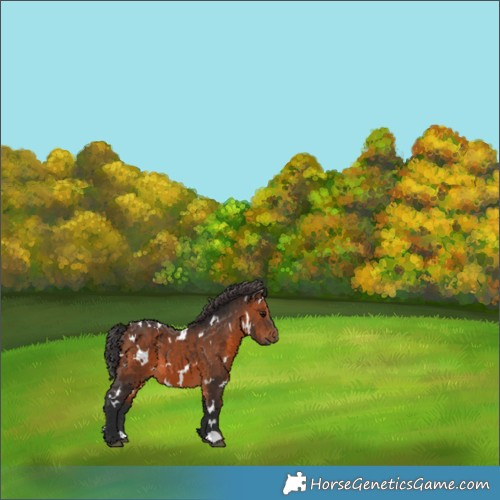 Horse Color:White Spotted Brown 